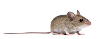 Difference Between A Rat Mouse