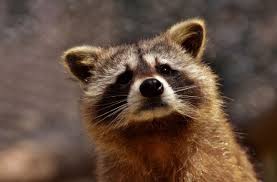 You can purchase these products at stores or online, or consider contacting a licensed trapper for more information. How Can I Get Rid Of Raccoons In My Backyard Humanely Backyard54 Com