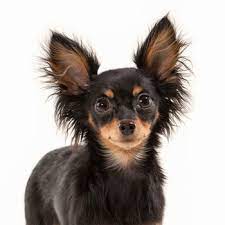 russian toy terrier breeds dogzone com