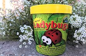 attracting ladybugs to your florida
