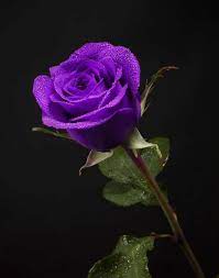purple roses meaning symbolism and
