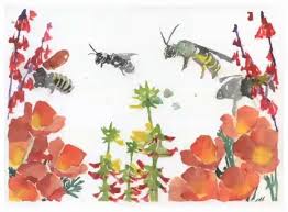 Native bees come in various shapes and sizes from. Get To Know Native Bees Of The Santa Cruz Mountains With Obi Kaufmann
