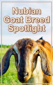 Nubian Goats The Key Breed Facts Backyard Goats