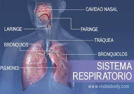 sistema respiratorio aprenda anatomía