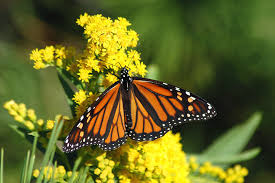 10 monarch erfly questions answered