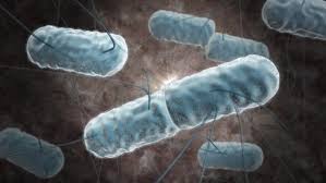 Listeria monocytogenes is the species of pathogenic bacteria that causes the infection listeriosis. Listerien Und Listeriose Verbraucherzentrale De