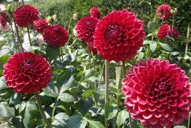 We did not find results for: Machida Dahlia Garden The Official Tokyo Travel Guide Go Tokyo