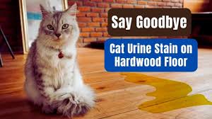 cat urine out of hardwood floors