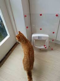 Cat Flap Installed In Glass Door The