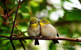 cute birds wallpapers cute birds