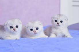 scottish fold kitten cattery