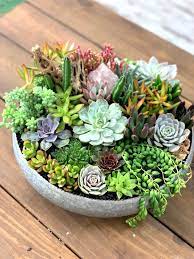 Succulent Bowls