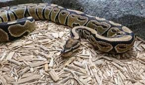 what substrate is good for ball pythons