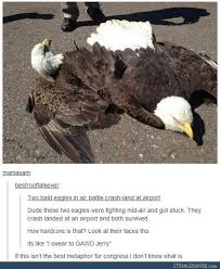 Two Bald Eagles in Air Battle Crash-land at an Airport | &#39;Murica ... via Relatably.com