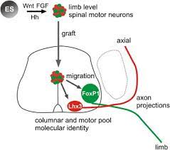 esc derived motor neuron subtypes