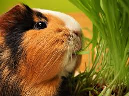 how to grow gr for guinea pigs from