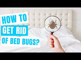 how to get rid of bed bugs at home fast