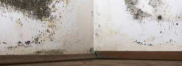 Black Mould Removal Cleaning Black