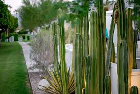 How To Grow Cactus Plants Or Even A