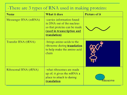 Dna Rna Protein Review