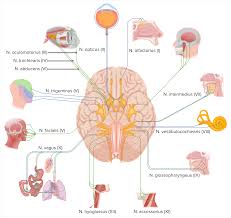 cranial nerve palsies concise cal