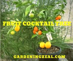 Fruit cocktail tree has ability to grow multiple fruits of same family like orange and lemon on same but now start believing because fruit cocktail tree is the one tree that can produce multiple fruits. 7 In 1 Fruit Cocktail Tree One Tree Multiple Fruit Magical Tree Gardening Zeal
