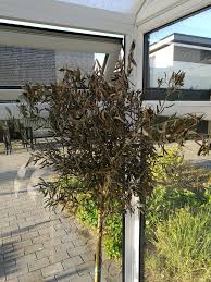 If you're wondering how to save a dying tree, you're one of the unlucky, but it's not a random roll of the dice. My Olive Tree S Leaves Have Dried Out But Bottom Of Trunk Is Sprouting What Should I Do Gardening Landscaping Stack Exchange