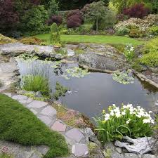 10 Best Plants For Pond Edges Top