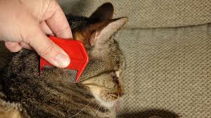 home remes for cats with fleas