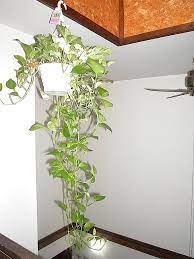 indoor plants that purify air in living