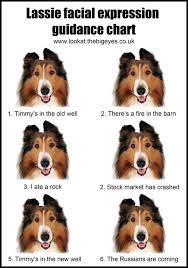 Happy Stuff On Pinterest Cowbell Old Dogs And Collie