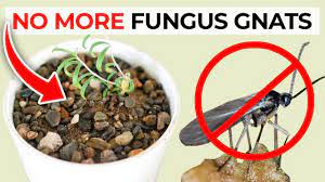 how to get rid of fungus gnats in