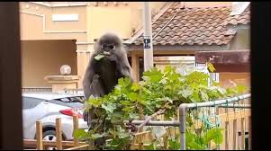 It is found in peninsular malaysia, myanmar and thailand; Lost Dusky Leaf Monkey Invades Into House Front Yard In Malaysia Newsflare