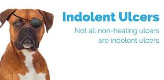 indolent ulcers in dogs upstate vet