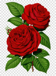 Victorian Red Rose Graphic Good Morning ...