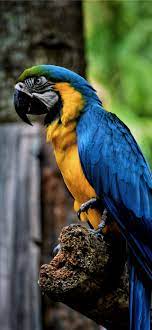 macaw parrot bird color beak hd