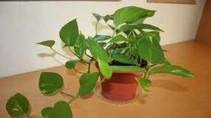 Money plant name in hindi. Today Vastu Tips Direction Of Keeping Money Plant At Home For Prosperity And Wealth Astrology News India Tv