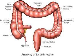 the transverse colon anatomy of the