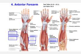 The term forearm is used in anatomy to distinguish it from the arm. Lab 9 Muscles Of Anterior Forearm Diagram Quizlet