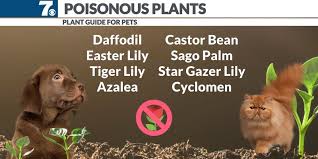Dangers Plants Pose To Pets