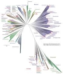 Tree Of Life Biology Wikipedia