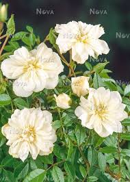miniature rose white