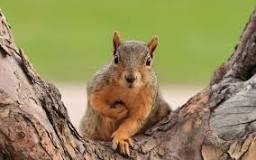 What diseases can you get from eating squirrel?