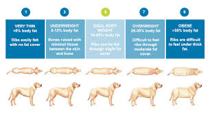 Ask The Vet Preventing Dog Obesity Southeastern Guide Dogs
