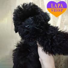 charming black toy poodle beauty lapa