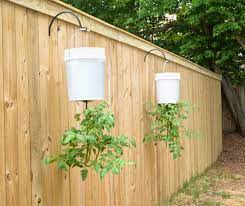 how to grow upside down tomato plants