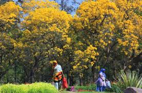delhi parks and gardens spring in the