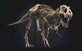 Red dead redemption 2 dinosaur bones locations. T Rex Dinosaur Stan Sold For World Record Price Bbc News