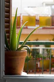 If you care for the plant properly, it will thrive and produce plenty of aloe for medicinal use. Aloe Vera Proprietes Conseils De Culture Et Precautions D Emploi