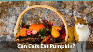 They are sure their cat loves sweets, but it is probably the fat content. Can Cats Eat Pumpkin Or Is It Bad For Them